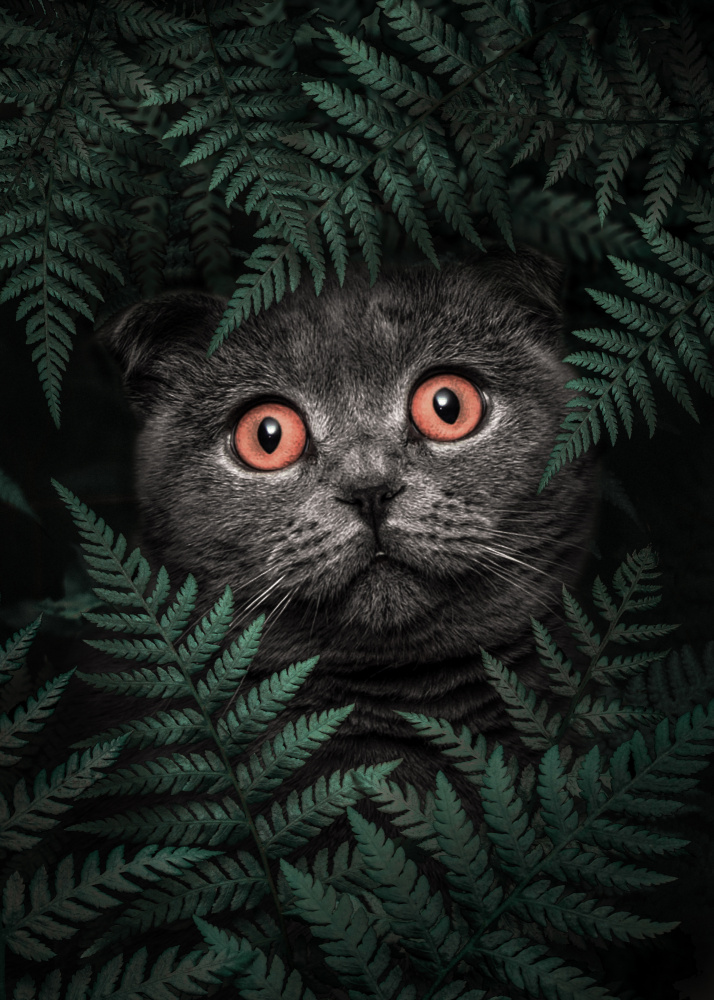 Wide Eyed Jungle Cat by Ariz Rab — canvas wall art