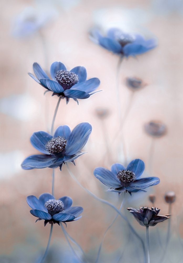 Cosmos blue by Mandy Disher — canvas wall art