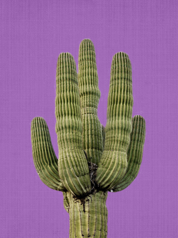 Vibrant Saguaro Purple by Lila & Lola — canvas wall art