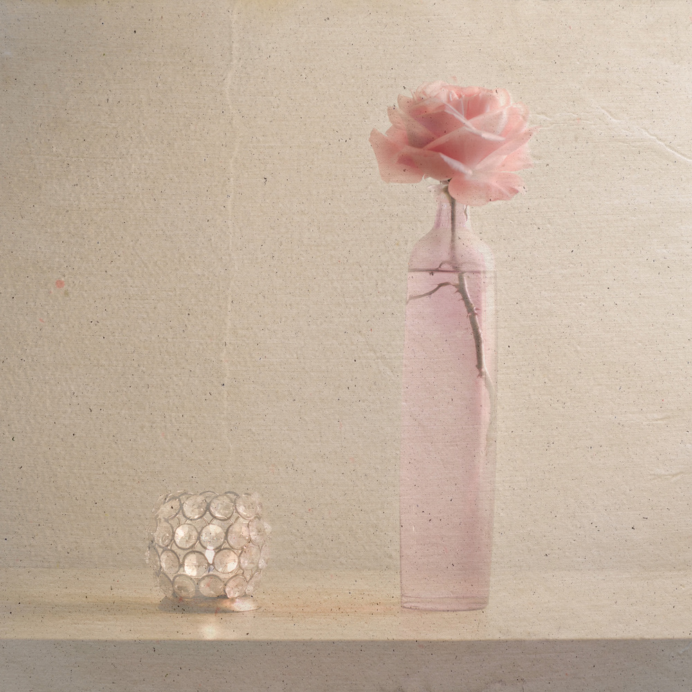 Pink Rose Serenity by Piera Polo — canvas wall art