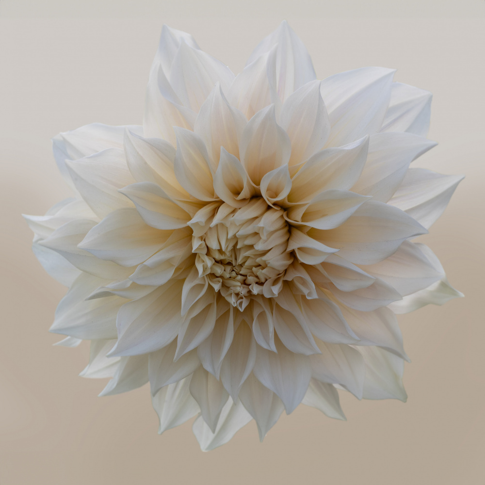 White Dahlia Bloom by brigitte van krimpen — canvas wall art