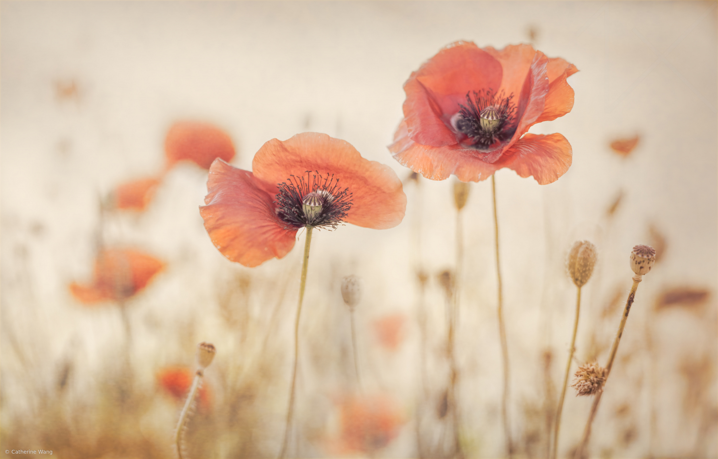 Vintage Poppies