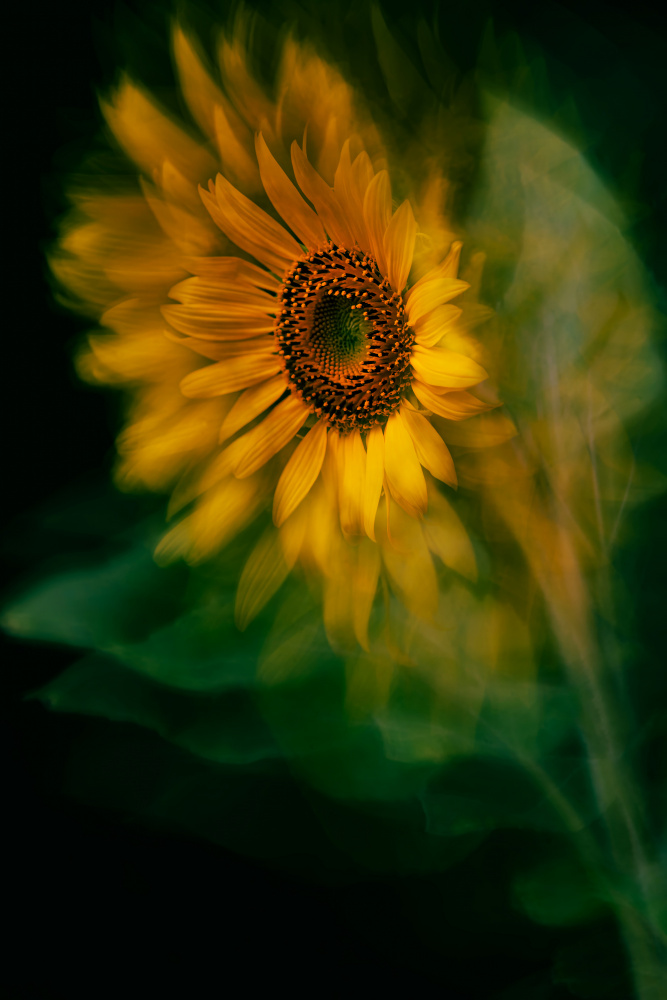 Dreamy Golden Sunflower by Florent Dirk Thies — canvas wall art