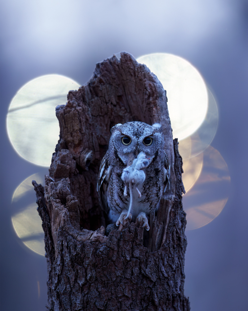 Moonlit Owl Hunter by Johnny Chen — canvas wall art