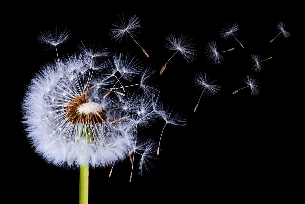 Dandelion Seeds Blowing by Bess Hamiti — canvas wall art