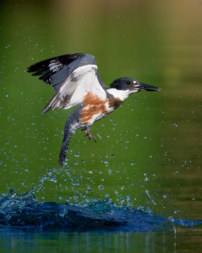 Kingfisher Water Takeoff by Johnny Chen — canvas wall art