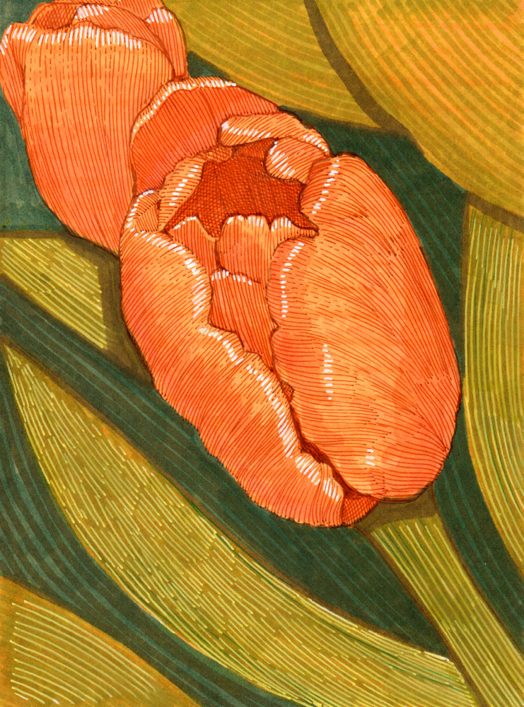 Bright Orange Tulips with Green Leaf line drawing by Katie O'Shea — canvas wall art