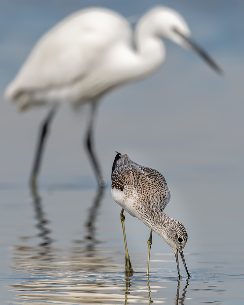 Egret and Shorebird Wading by Ahmed Sobhi — canvas wall art