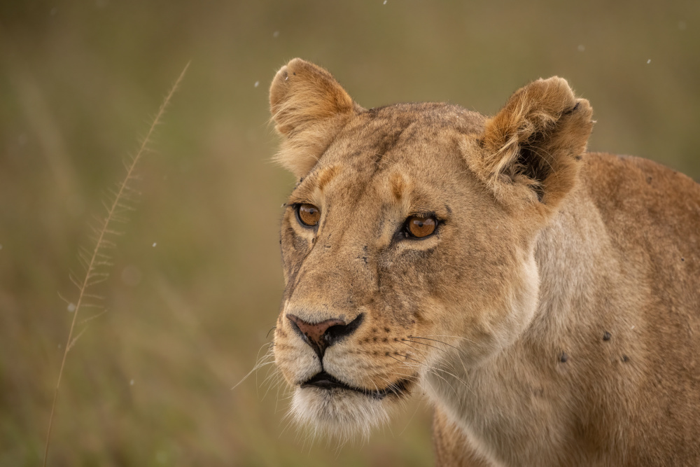 Majestic African Lioness by Daniel Katz — canvas wall art
