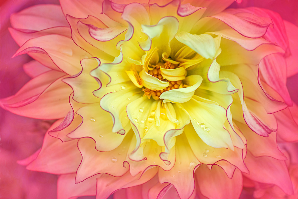 Vibrant Pink Yellow Dahlia by Cheryl Eagers — canvas wall art