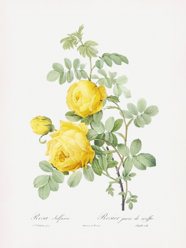 Rosa Hemisphaerica, Les Roses (1817–1824) by Pierre-Joseph Redoute — canvas wall art