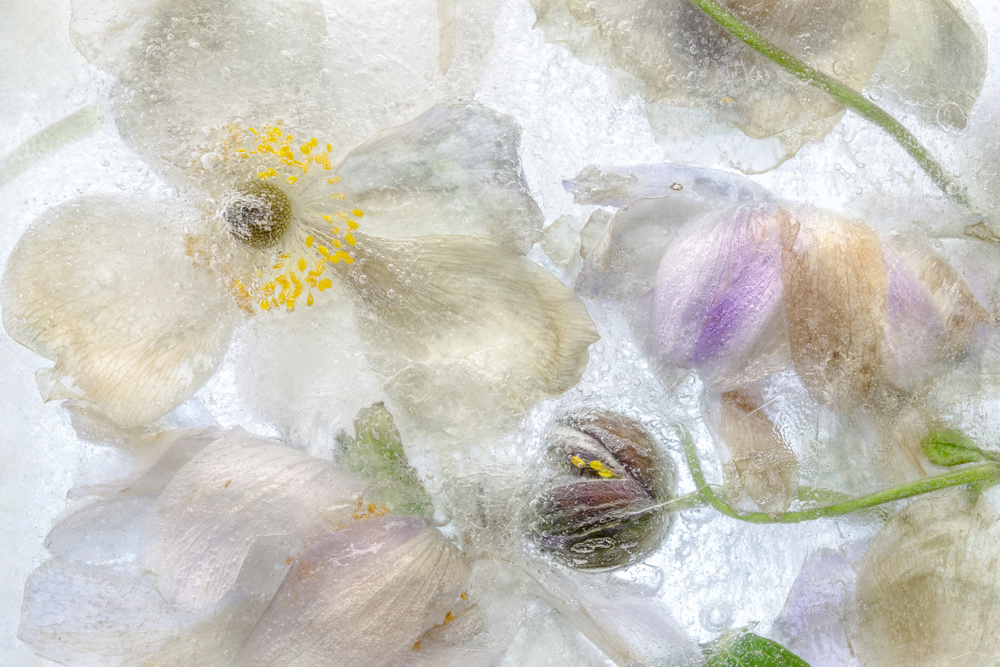 Anemone frost by Mandy Disher — canvas wall art