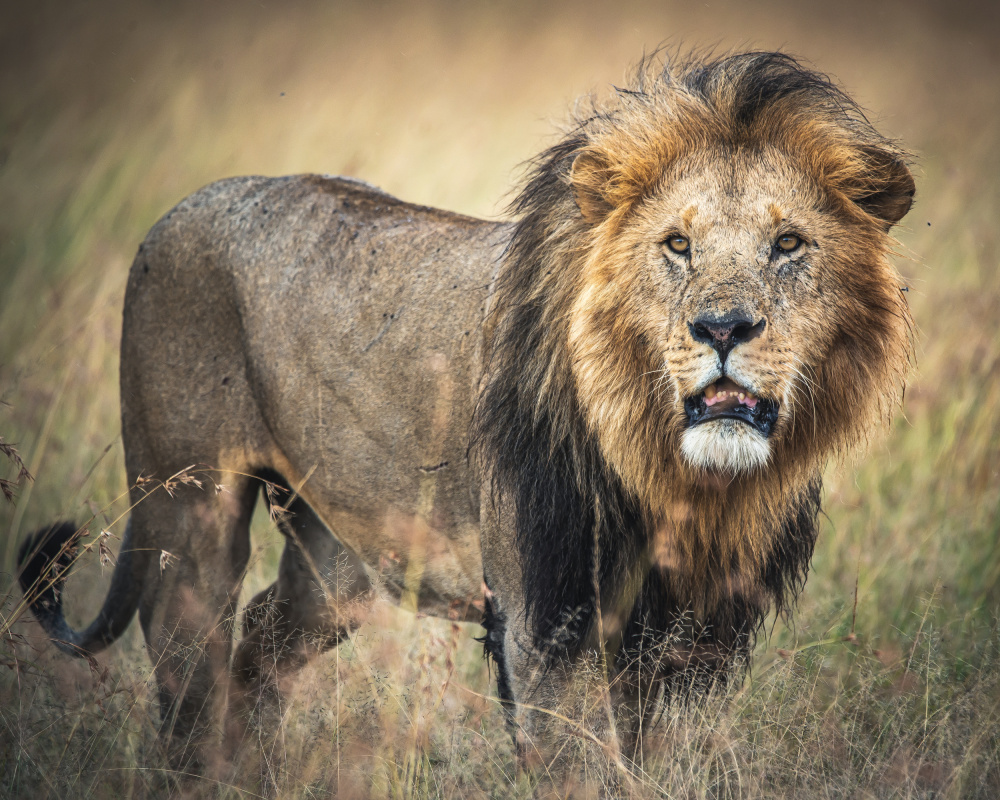 Majestic African Lion by Amro — canvas wall art