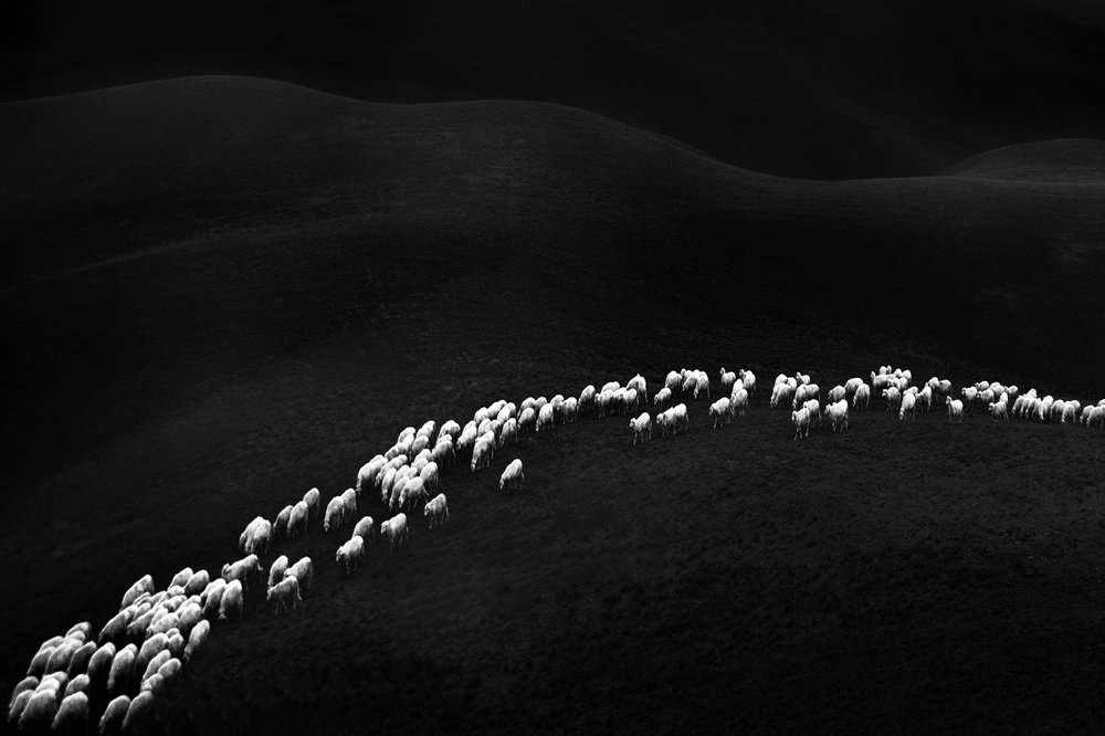 Serene Sheep Landscape by Franco Maffei — canvas wall art