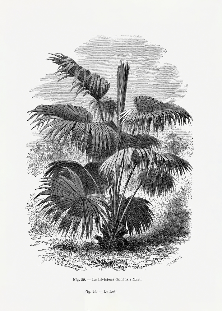 Vintage Palm Tree Drawing Xii by Les Palmiers Histoire Iconographique — canvas wall art