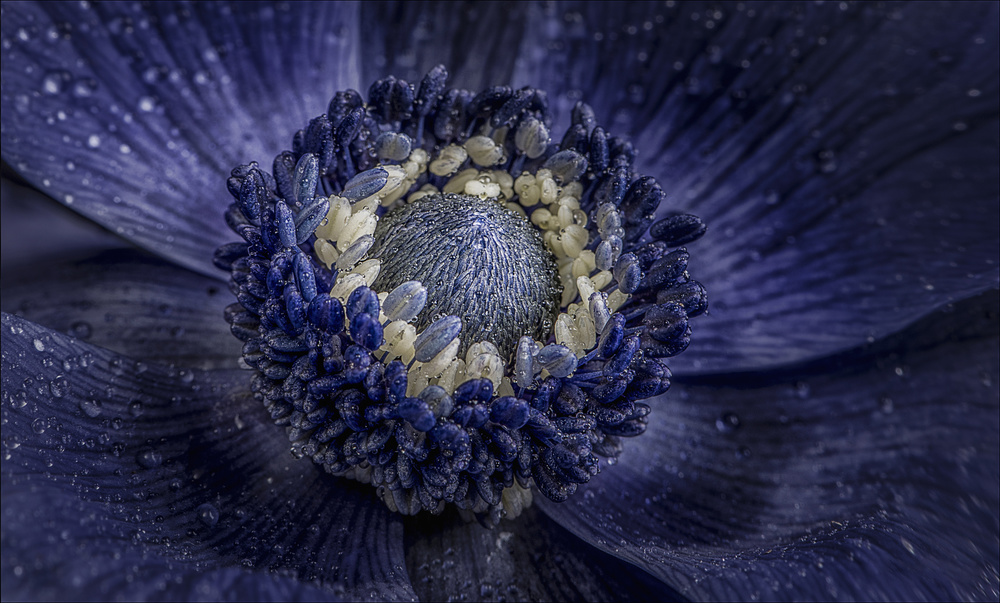 Deep Blue Anemone by Chris Coenders — canvas wall art