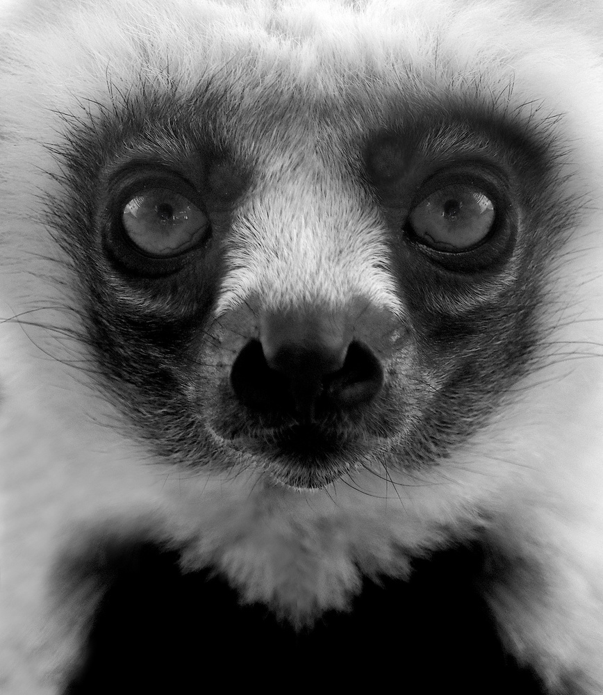 Intense Lemur Gaze by Robin Wechsler — canvas wall art