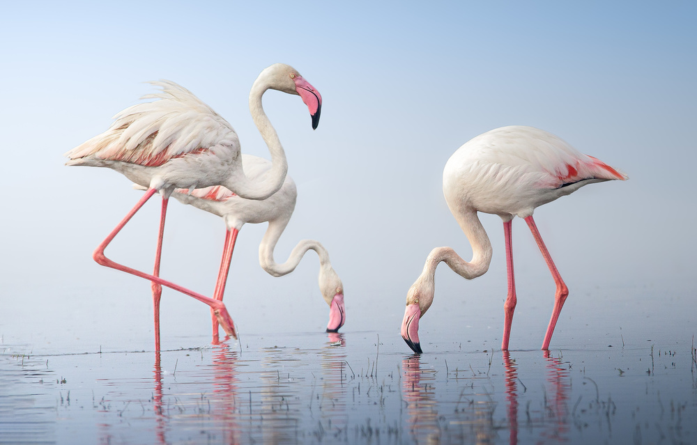 Serene Pink Flamingos by Rahul Wedpathak — canvas wall art