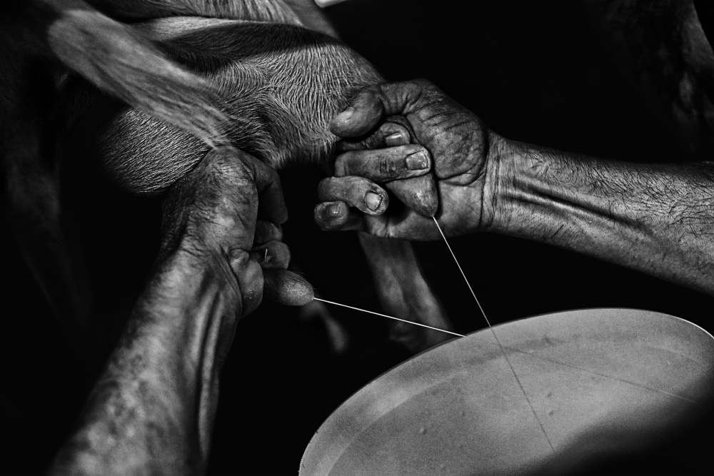 Milking Hands by Manu Allicot — canvas wall art
