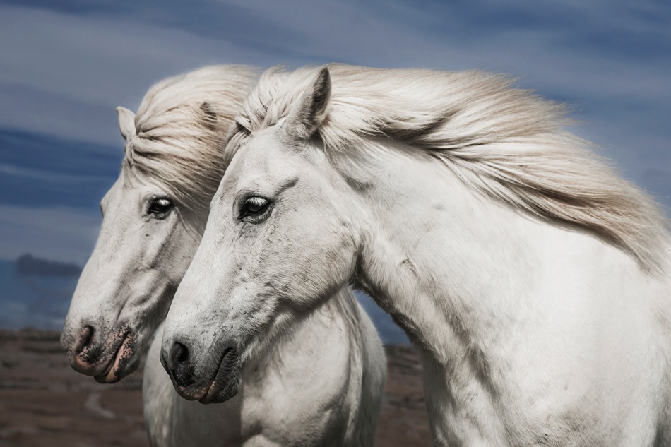 White Icelandic Horses by Bragi Ingibergsson - BRIN — canvas wall art