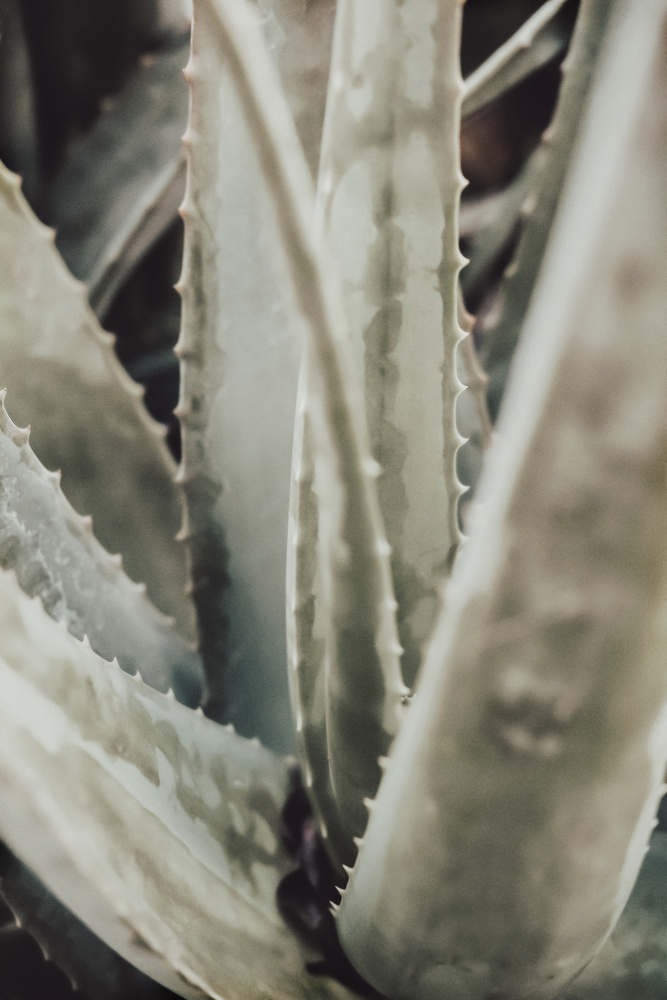 Fresh Aloe Vera Plant by Old Artists Studio III — canvas wall art