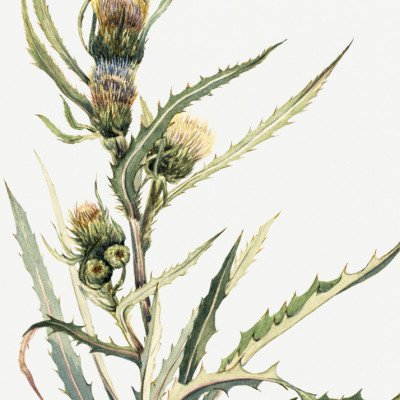 White Thistle