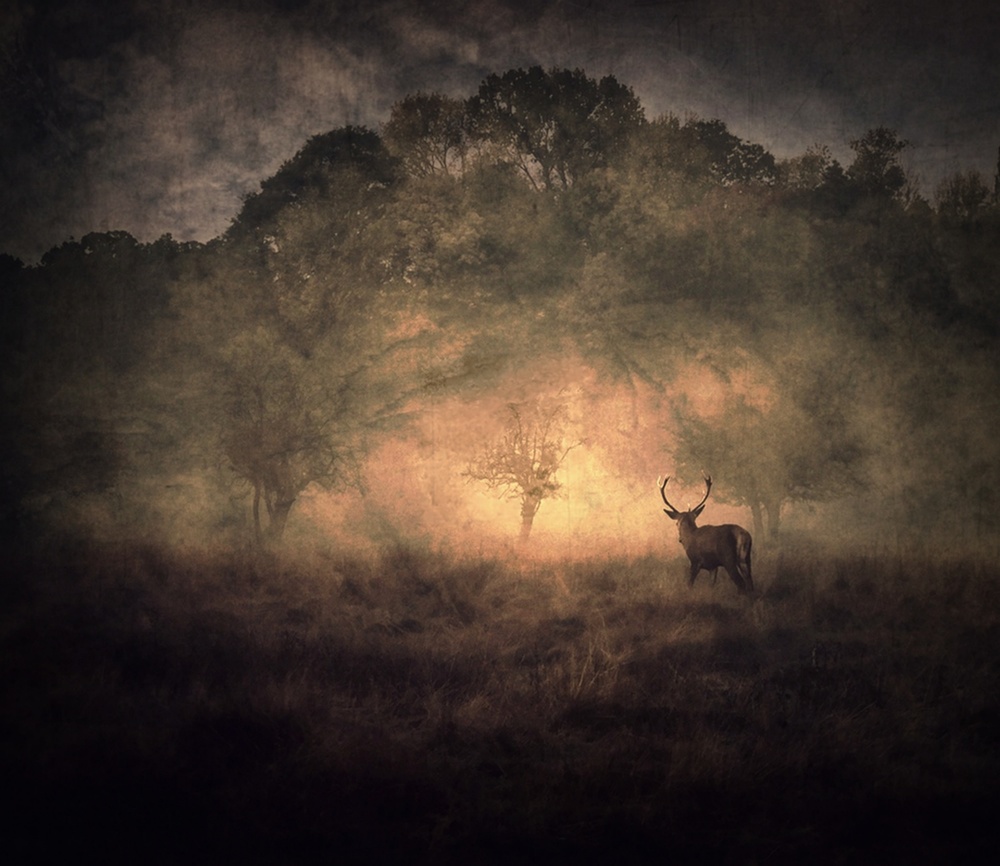 Misty Forest Stag by Robert Fabrowski — canvas wall art