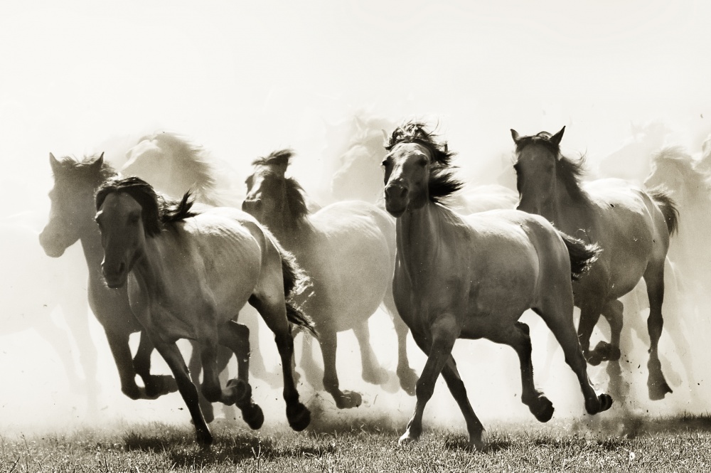 Galloping Wild Horses by Heidi Bartsch — canvas wall art