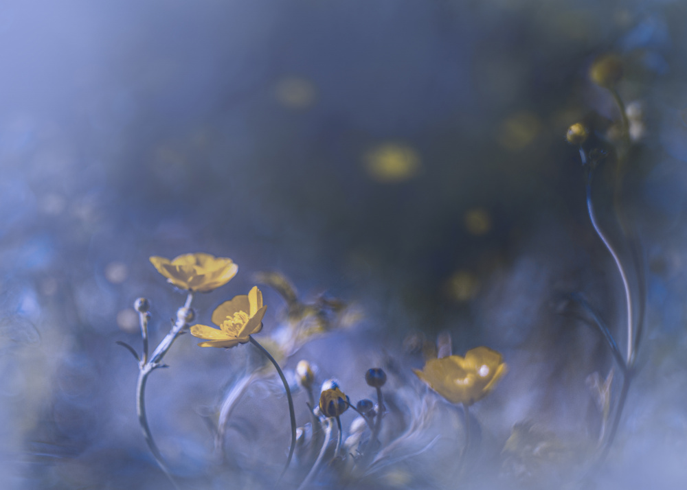 Ethereal Buttercups by Kristina Zvinakeviciute — canvas wall art