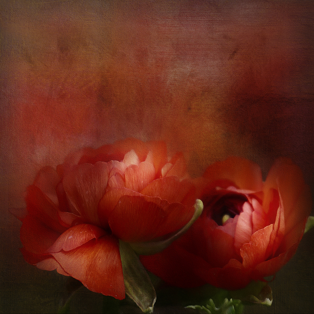 Vibrant Red Blooms by Gaille Gray — canvas wall art