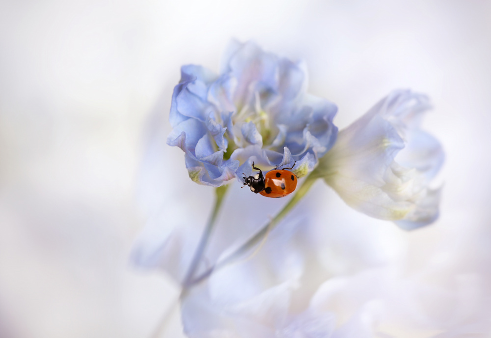 Soft Blue Ladybug by Ellen van Deelen — canvas wall art
