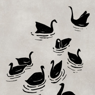 Flock of Black Swans