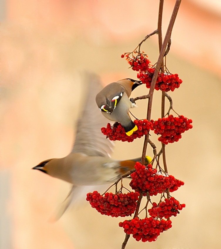 Winter Birds Berry Feast by Dmitry Dubikovskiy — canvas wall art