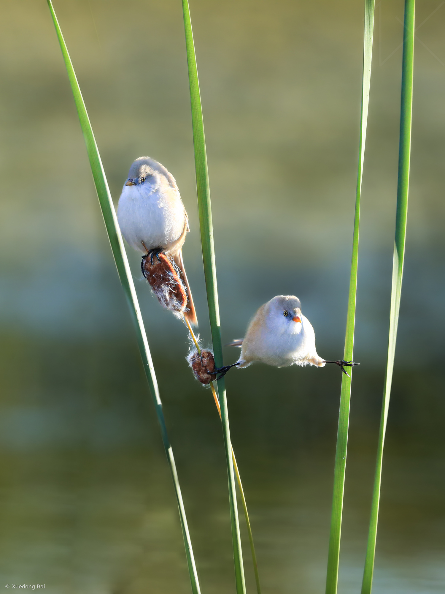 Bearded Reedling by Xuedong Bai
