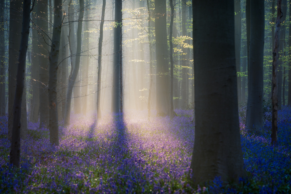 Enchanted Bluebell Forest by Adrian Popan — canvas wall art
