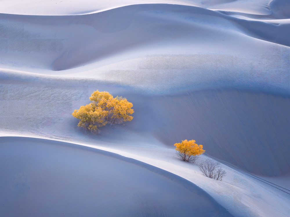 Blue Dunes Golden Trees by Dennis Zhang — canvas wall art
