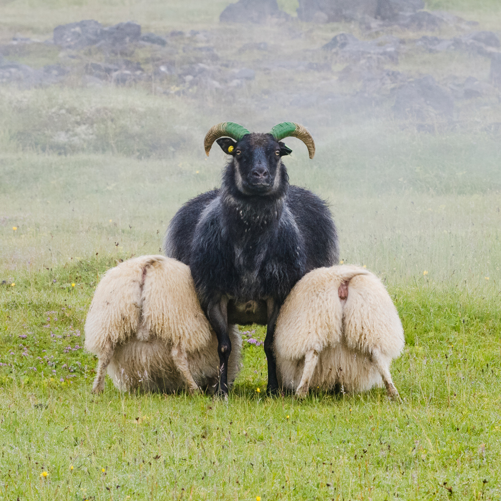 Black Ram Green Horns by Chao Feng 天馬 — canvas wall art