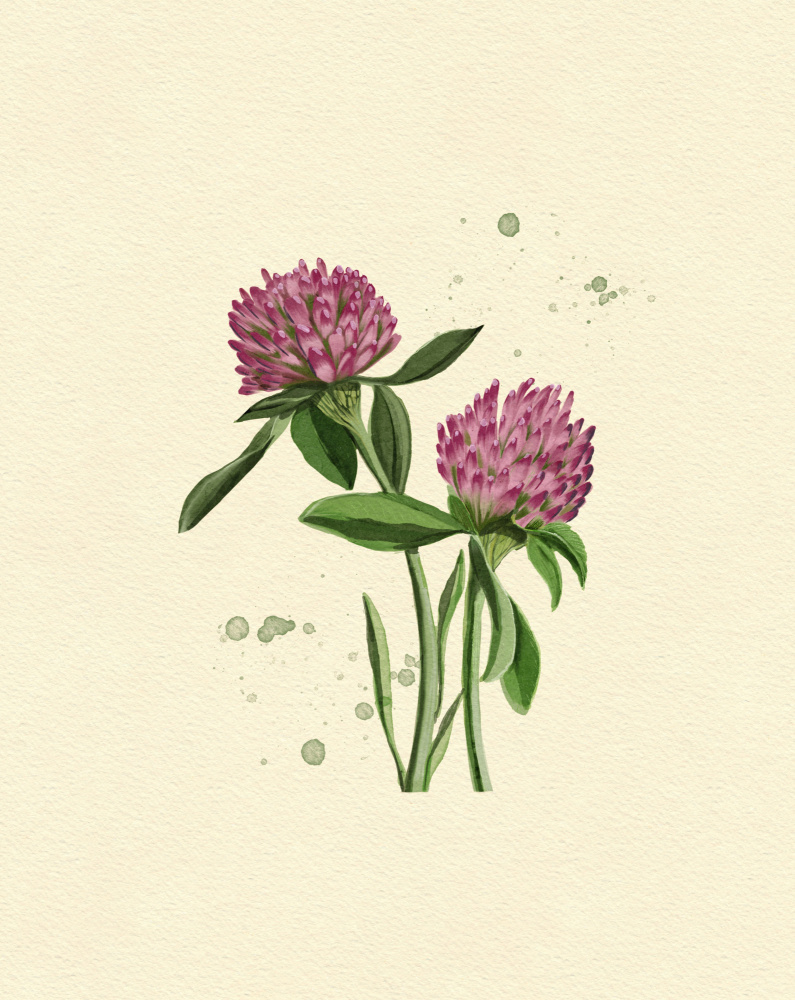 Red Clover by Katie O'Shea — canvas wall art