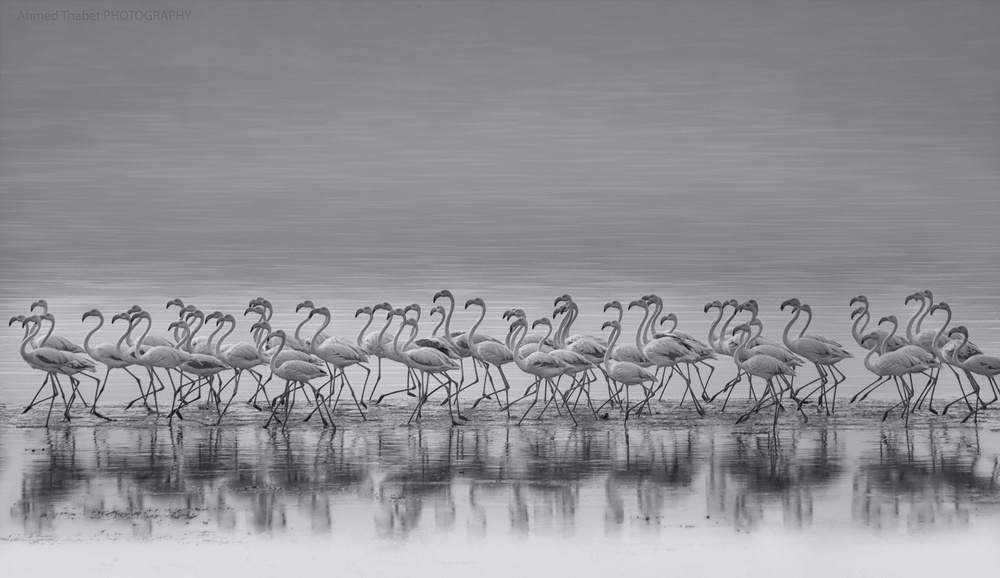 Monochrome Flamingo March by Ahmed Thabet — canvas wall art