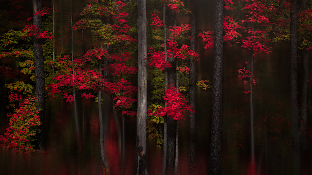 Autumn Forest Glow by Andy Hu — canvas wall art