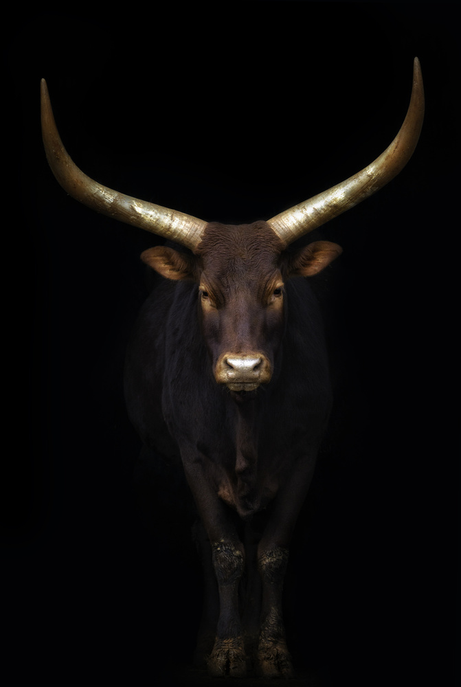 Powerful Bull Golden Horns by Sergio Saavedra Ruiz — canvas wall art