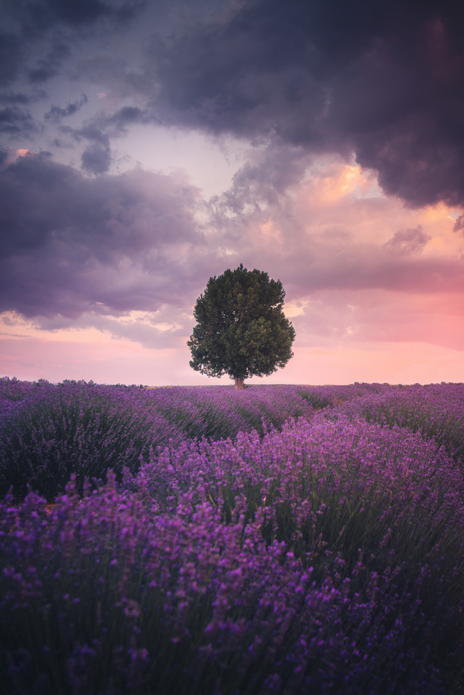 Lone Tree Lavender Sunset by Cuma Cevik — canvas wall art