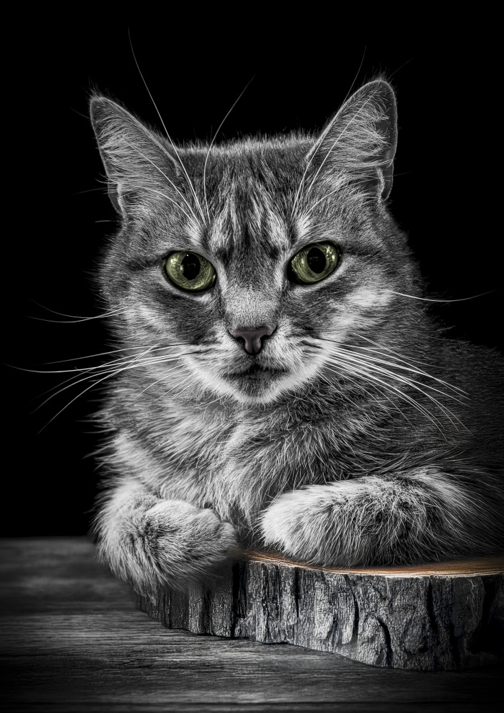 Green Eyed Tabby Cat by Laruelle Philippe — canvas wall art