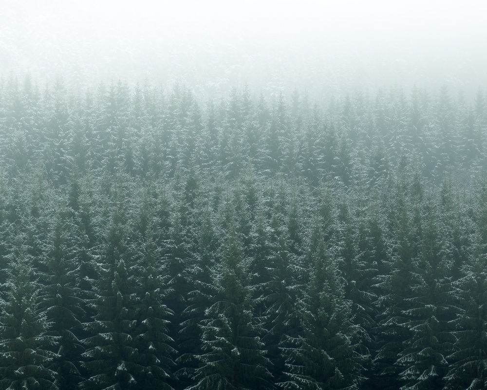 Misty Winter Forest by Andreas Christensen — canvas wall art