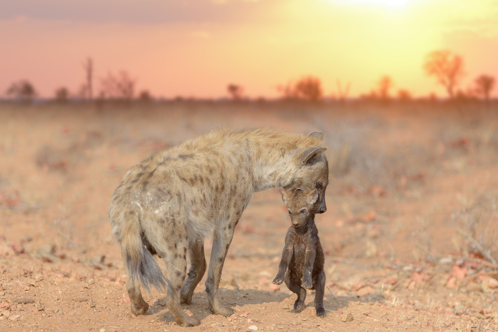 Mother Hyena Cub by Ozkan Ozmen / Big Lens Adventures — canvas wall art