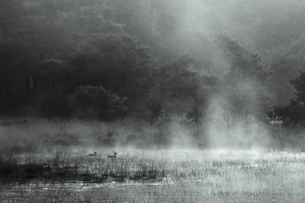Ducks in Morning Mist by Vincent Croce — canvas wall art