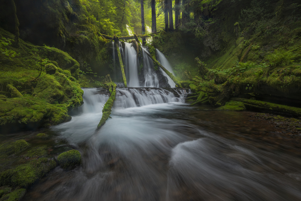 Lush Forest Waterfall by James S. Chia — canvas wall art
