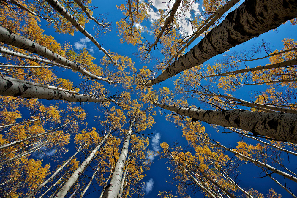 Golden Aspen Canopy by verdon — canvas wall art