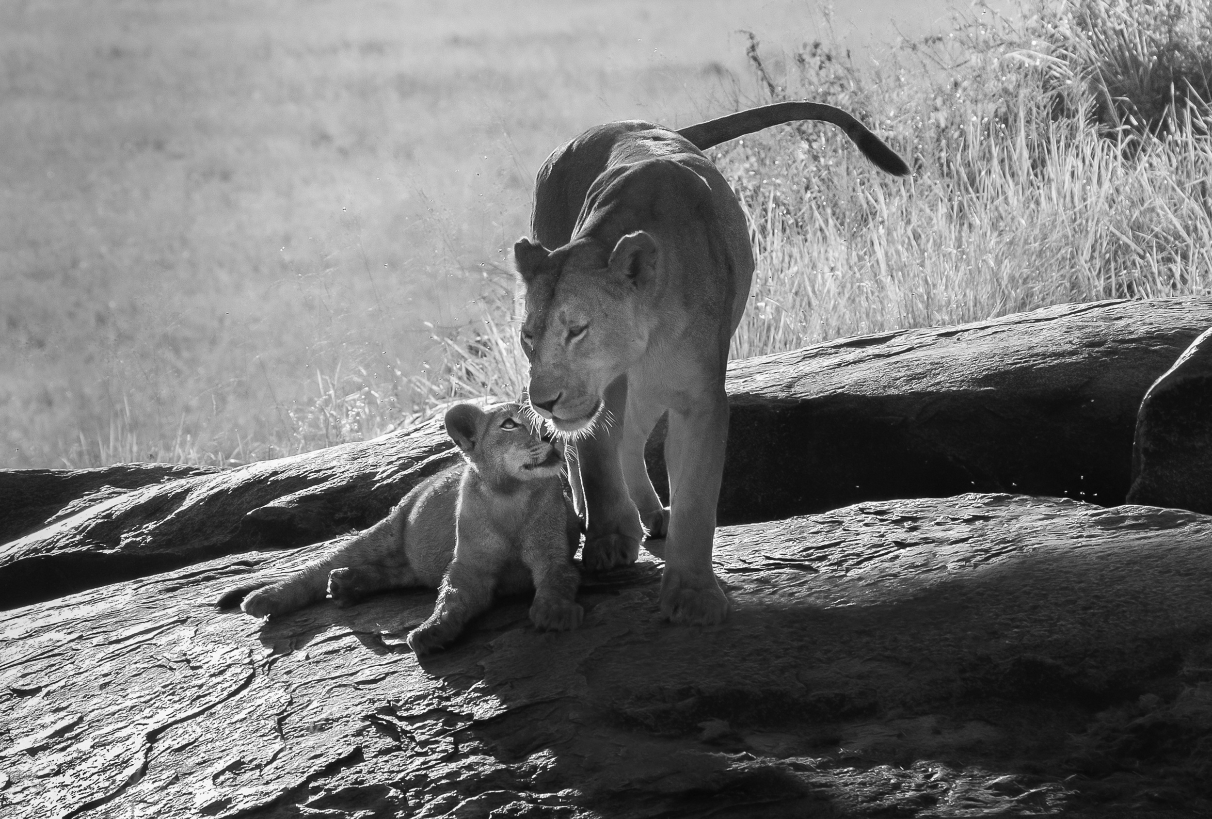 A Mother's Touch