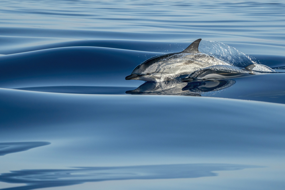 Striped Dolphin Surfacing by Andrea Izzotti — canvas wall art